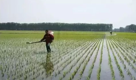 夫妻之间三十中插秧方法:分享高效的插秧技巧与经验,助力农田丰收,实现共同梦想 夫妻之间三十中插秧方法:分享高效的插秧技巧与经验,助力农田丰收,实现共同梦想