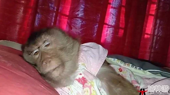 两人生猴子全程无被子，理解生活中的温暖与陪伴的重要性