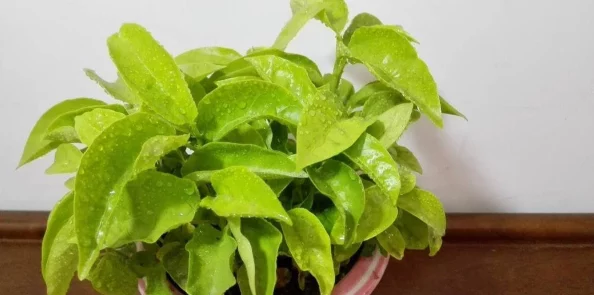 扦插BB有什么好处？了解这种繁殖方式的优势与技巧，助你轻松养护植物，提升绿植生长效果