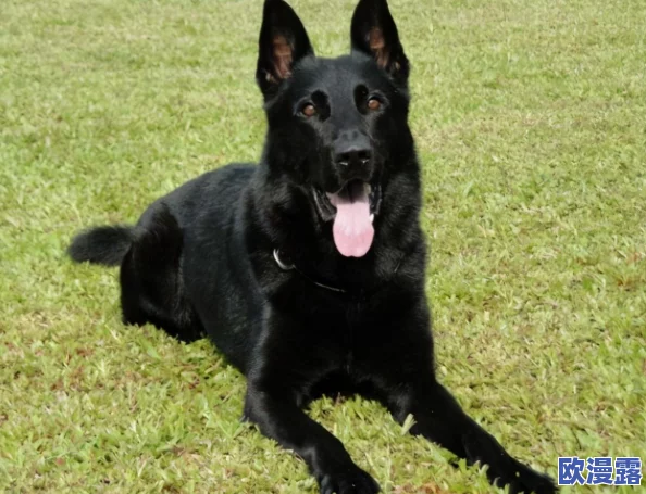 《第五人格》游戏攻略:捉迷藏模式高效躲藏点位推荐指南 《第五人格》游戏攻略:捉迷藏模式高效躲藏点位推荐指南