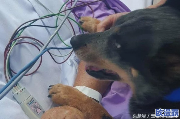 狗儿长大了狗儿你动动是什么：探讨狗狗成长过程中的行为变化及其对主人和家庭的影响