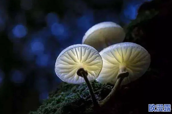 紫黑色蘑菇头顶开花缝，科学家发现其独特生长机制与环境适应性之间的关系