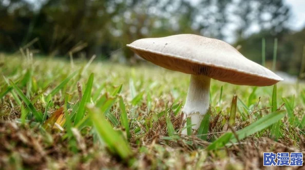 紫黑色蘑菇头顶开花缝,科学家发现其独特生长机制与环境适应性之间的关系 紫黑色蘑菇头顶开花缝,科学家发现其独特生长机制与环境适应性之间的关系