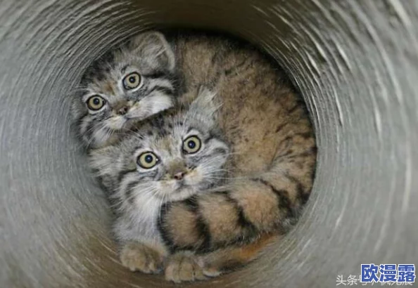 猫咪最新永久地域:了解猫咪栖息地的变化及其对生态系统的影响与意义 猫咪最新永久地域:了解猫咪栖息地的变化及其对生态系统的影响与意义