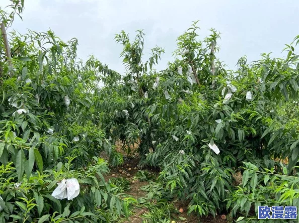 黄桃视频：探讨短视频时代下的桃子种植与消费趋势，如何影响农业经济与生活方式