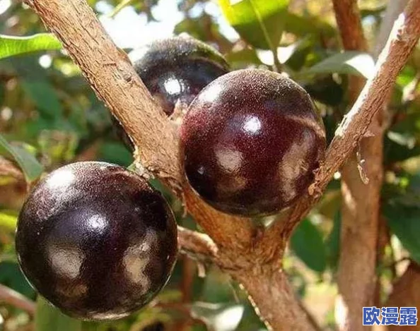 果冻系列 mp4:探讨果冻的制作工艺与多样化口味对消费者偏好的影响及市场趋势分析 果冻系列 mp4:探讨果冻的制作工艺与多样化口味对消费者偏好的影响及市场趋势分析