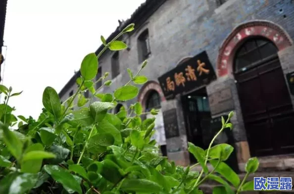 大妈公园20元揽生意，揭示了街头经济的生存智慧与社区互动的独特魅力，影响了周边居民的休闲方式
