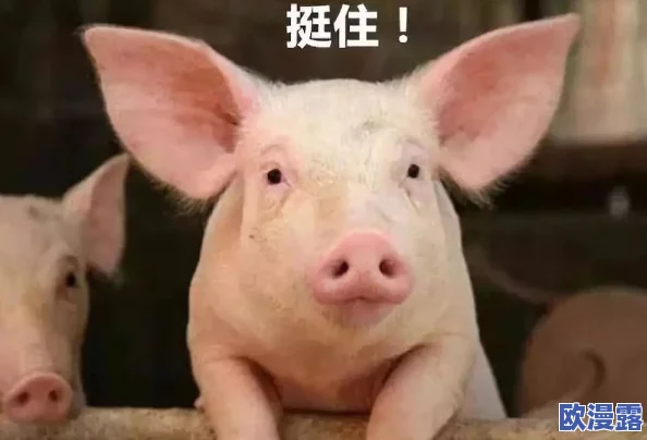 美国Zoom动物猪：如何通过视频会议技术改变养殖业的未来与可持续发展潜力分析