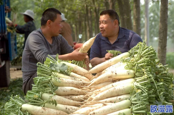 拔萝卜降黄9.1：研究表明不同施肥方式对萝卜生长及品质的影响分析与探讨