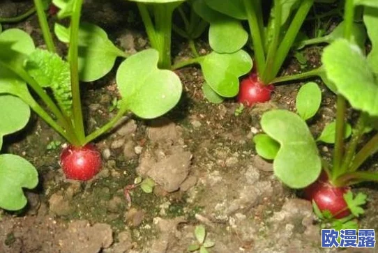 拔萝卜降黄9.1：研究表明不同施肥方式对萝卜生长及品质的影响分析与探讨