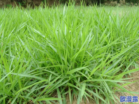 我就要草(591Cao)：这是一种表达对某种事物强烈渴望或追求的情感，可能涉及个人兴趣、爱好或生活态度