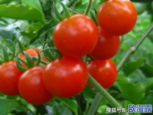 老太奶性HD大全:汇集了多部高质量的老年女性题材影视作品,展现了不同年龄段女性的生活与情感故事 老太奶性HD大全:汇集了多部高质量的老年女性题材影视作品,展现了不同年龄段女性的生活与情感故事