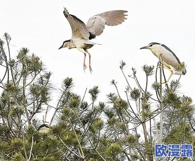 甲鹤和丘丘人繁衍后代：生态环境变化对新物种形成的影响与适应机制分析