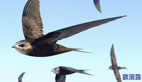 甲鹤和丘丘人繁衍后代：生态环境变化对新物种形成的影响与适应机制分析