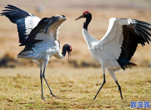 甲鹤和丘丘人繁衍后代：生态环境变化对新物种形成的影响与适应机制分析