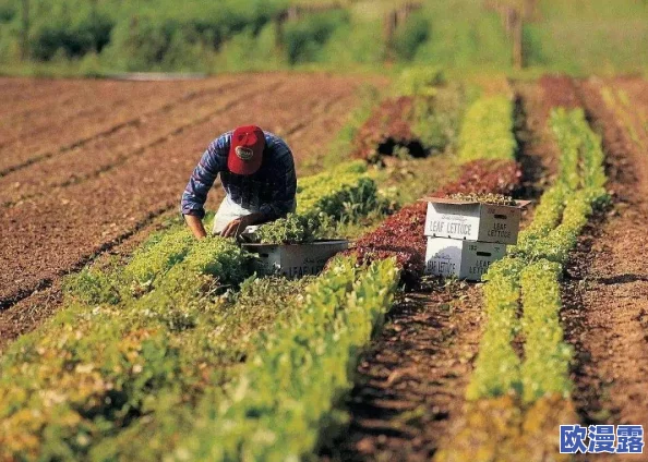 儿子辛勤耕耘母亲的土地:探讨家庭农场对代际传承与乡村振兴的重要性及其社会影响 儿子辛勤耕耘母亲的土地:探讨家庭农场对代际传承与乡村振兴的重要性及其社会影响