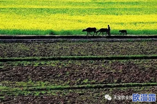 儿子辛勤耕耘母亲的土地:探讨家庭农场对代际传承与乡村振兴的重要性及其社会影响 儿子辛勤耕耘母亲的土地:探讨家庭农场对代际传承与乡村振兴的重要性及其社会影响