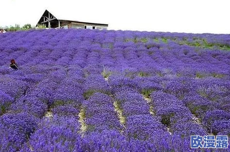 日本薰衣草实验研究所的优势：深入分析其在植物育种、生态保护和香料产业中的独特贡献与创新实践
