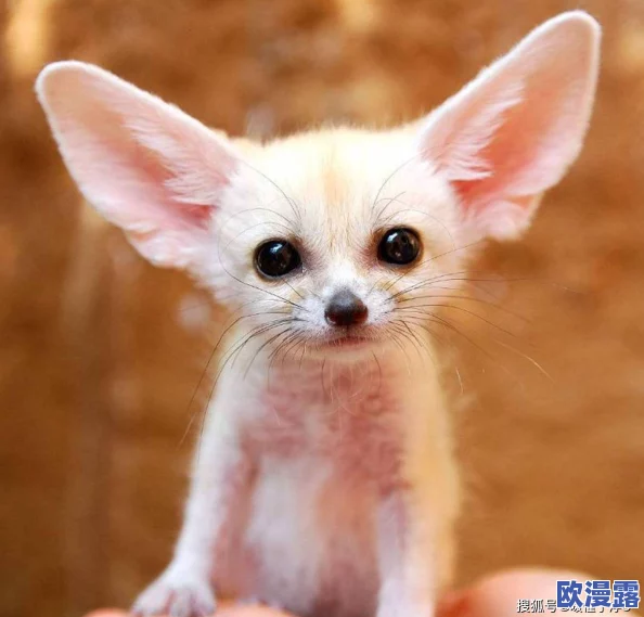 浓毛茸茸BBwBBwBBW:这是一种形容特定类型的可爱动物或角色,通常以其丰厚的毛发和圆润的体态而受到喜爱,展现出一种温暖和亲切感 浓毛茸茸BBwBBwBBW:这是一种形容特定类型的可爱动物或角色,通常以其丰厚的毛发和圆润的体态而受到喜爱,展现出一种温暖和亲切感