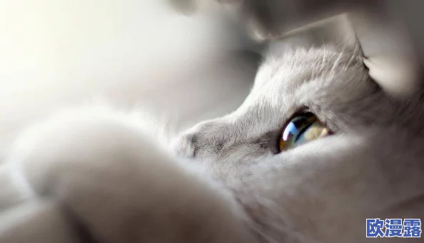 浓毛茸茸BBwBBwBBW:这是一种形容特定类型的可爱动物或角色,通常以其丰厚的毛发和圆润的体态而受到喜爱,展现出一种温暖和亲切感 浓毛茸茸BBwBBwBBW:这是一种形容特定类型的可爱动物或角色,通常以其丰厚的毛发和圆润的体态而受到喜爱,展现出一种温暖和亲切感