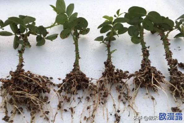扦插BB有什么好处视频:了解扦插植物的繁殖优势、根系发育及植物生长技巧解析 扦插BB有什么好处视频:了解扦插植物的繁殖优势、根系发育及植物生长技巧解析