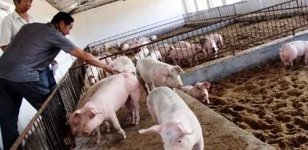 人马畜禽company免费澎湃号：为您提供最新的养殖技术与市场动态，助力农民增收致富！