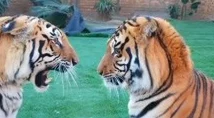四虎影片：了解这一网络影视资源平台的起源、影响及其在当代社会文化中的角色与发展趋势