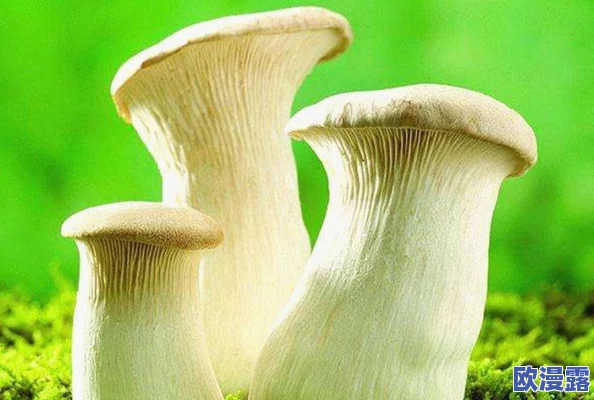 x9x9x9x9任意槽2024进口蘑菇：探讨新型蘑菇种植技术与市场前景的巨大潜力