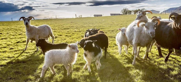 怀孕牧场引发热议：网友纷纷表达对动物福利的关注与对现代农业模式的思考，呼吁更人性化的养殖方式