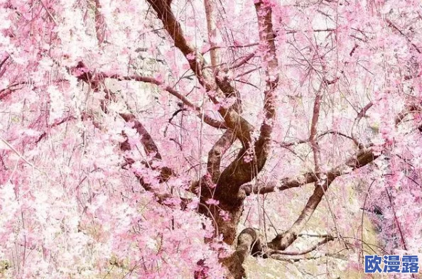 樱花官网官方入门网站知乎：最新功能与用户体验的全面进展分析与讨论