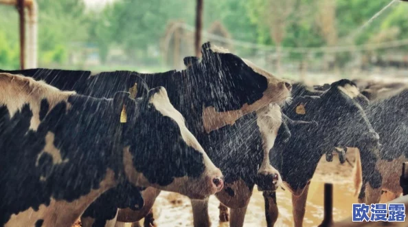 人马畜禽CORPORATION康诺推出全新智能养殖系统，助力现代农业转型升级与可持续发展