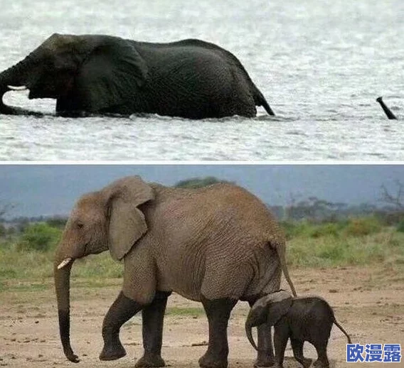 天美果冻星空大象引发全球热潮!超乎想象的创意设计和环保理念震撼发布,掀起消费新风潮! 天美果冻星空大象引发全球热潮!超乎想象的创意设计和环保理念震撼发布,掀起消费新风潮!