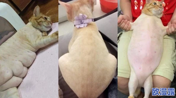 海外猫咪最新地域网名是啥?震惊!猫咪们竟然开始使用我们从未听过的奇特名字! 海外猫咪最新地域网名是啥?震惊!猫咪们竟然开始使用我们从未听过的奇特名字!