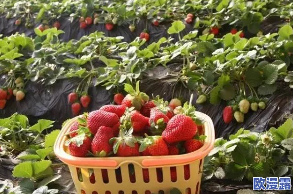 污草莓:揭示农产品安全隐患,消费者如何识别和避免受污染的水果,以保护自身健康与环境 污草莓:揭示农产品安全隐患,消费者如何识别和避免受污染的水果,以保护自身健康与环境