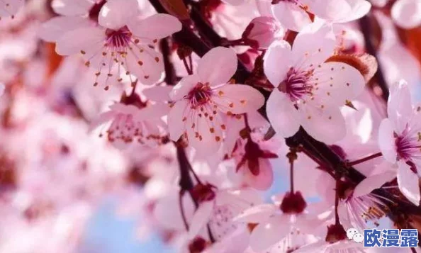 樱花官网官方入门网站2024:全面了解樱花文化、活动及相关资源的最佳平台与指南 樱花官网官方入门网站2024:全面了解樱花文化、活动及相关资源的最佳平台与指南