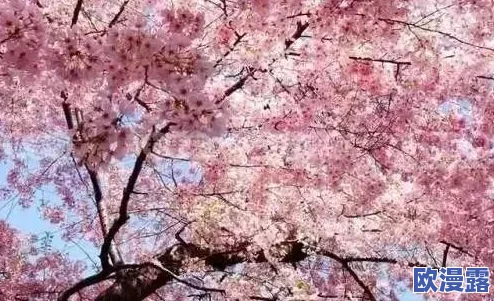 樱花官网官方入门网站2024:全面了解樱花文化、活动及相关资源的最佳平台与指南 樱花官网官方入门网站2024:全面了解樱花文化、活动及相关资源的最佳平台与指南