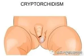 不小心看到了男生的睾丸怎么办？心理健康与性教育的重要性及应对策略分析