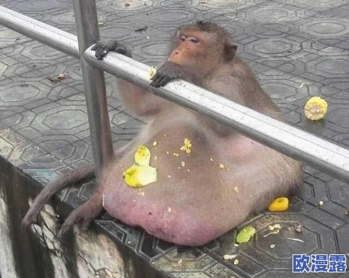 二人生猴子全程不盖被子照片,竟引发网友热议,背后隐藏着不为人知的故事! 二人生猴子全程不盖被子照片,竟引发网友热议,背后隐藏着不为人知的故事!