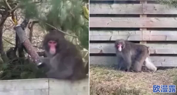 二人生猴子全程无被子，动物园惊现罕见现象引发游客围观，专家紧急介入研究其背后原因！