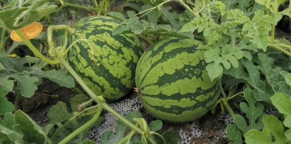 五一吃瓜网:各地游客纷纷涌入,热门景点人潮汹涌,吃瓜活动火热进行中,精彩不断引发关注 五一吃瓜网:各地游客纷纷涌入,热门景点人潮汹涌,吃瓜活动火热进行中,精彩不断引发关注