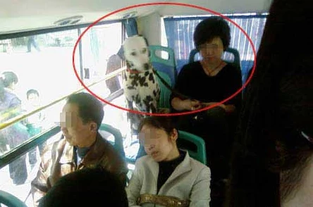 公交车上的性事：乘客目击惊人一幕，公共交通成了不为人知的秘密角落，引发社会热议与反思