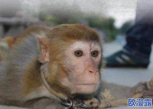 两个人生猴子不盖被子：惊天发现，科学家揭示猴子习性将改变动物研究的未来！