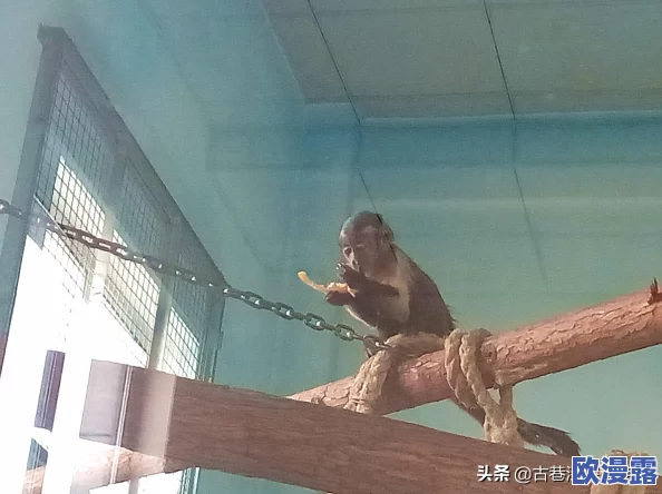 两人生猴子不盖被子，网友热议：这究竟是生活的无奈还是对自由的追求？