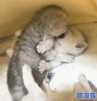男女一起羞羞羞的动态图，带你领略更多有趣互动与甜蜜瞬间，感受他们之间的默契与欢乐！