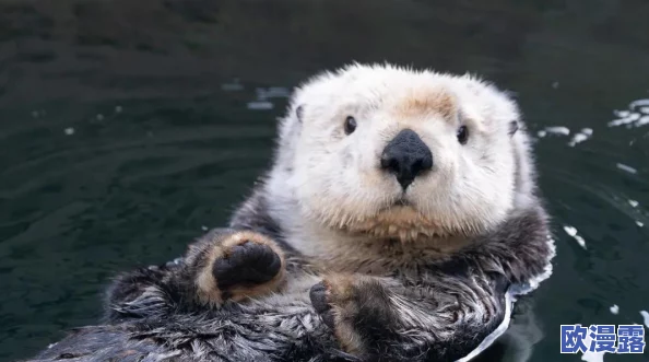 CF手游全新地图水族馆团队战制胜技巧与策略深度分享 CF手游全新地图水族馆团队战制胜技巧与策略深度分享