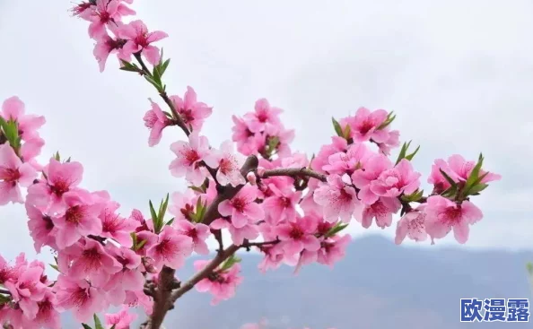 桃花色网：全新社交平台上线，打破传统界限，引领年轻人潮流风向标！