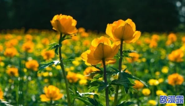 嫩草研究一二三四五六:最新发现揭示嫩草在生态系统中的重要作用及其对生物多样性的影响 嫩草研究一二三四五六:最新发现揭示嫩草在生态系统中的重要作用及其对生物多样性的影响