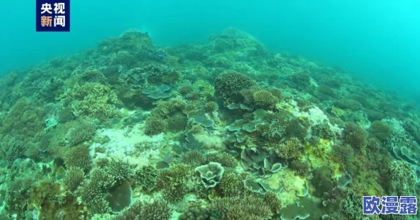 海角：新发现揭示了该地区独特的生态系统与丰富的生物多样性，吸引了众多科学家和游客前来研究与观光