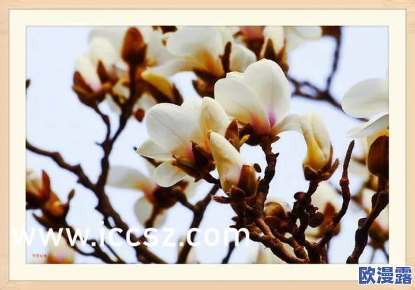 精东果冻传媒国产精品：最新动态揭示行业发展趋势与市场反应，吸引众多关注与讨论