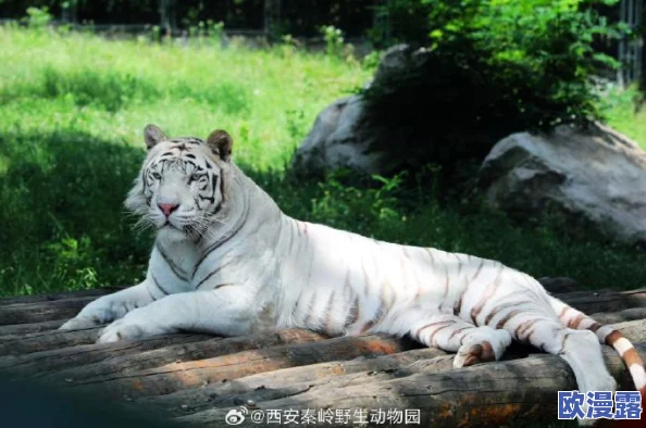 白虎逼：网友纷纷表示，这种现象让人感到不安，呼吁加强对野生动物的保护和管理